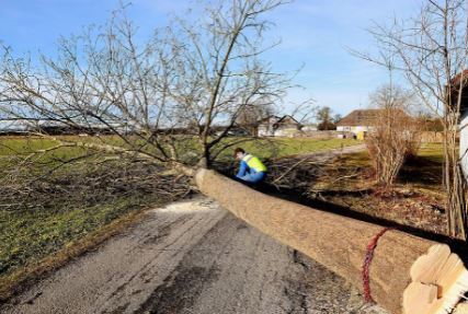 tree removals